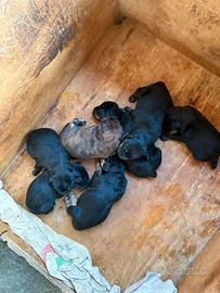 Segugio maremmano iscritti enci