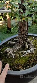 olmo bonsai