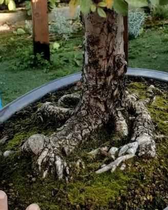 olmo bonsai