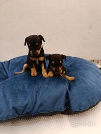 Cuccioli di pincher chihuahua