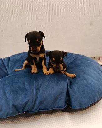 Cuccioli di pincher chihuahua