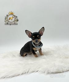 Dolcissimi Chihuahua black