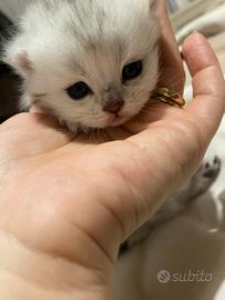 Scottish Straight e Fold