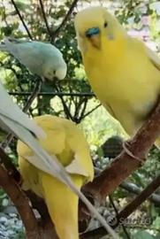 Giovani pappagallini ondulati