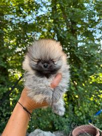 Volpini soitz pomerania toy
