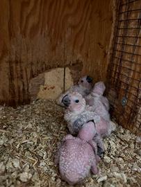 Grande Alessandrino coppia