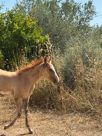 Puledro Paint Horse
