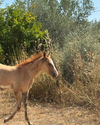 Puledro Paint Horse