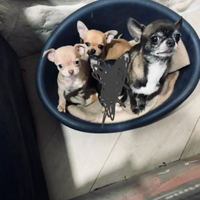 Chihuahua taglia piccola