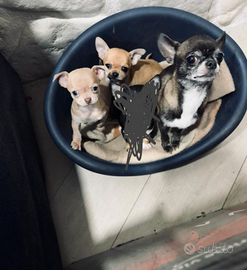 Chihuahua taglia piccola