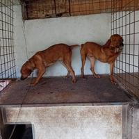 Segugi maremmani tigrati