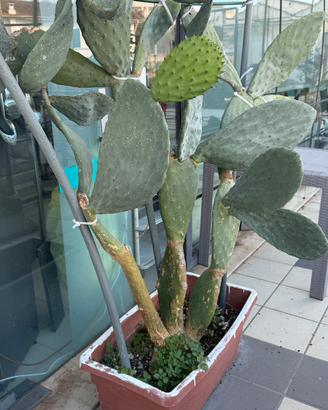 Pianta di fico d’india in vaso