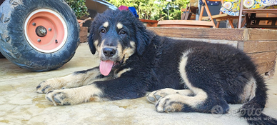 Tibetan mastif