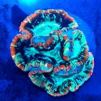 Serra COMPLETA per Coralli Ornamentali