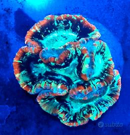 Serra COMPLETA per Coralli Ornamentali