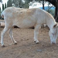 Asini bianchidell asinara