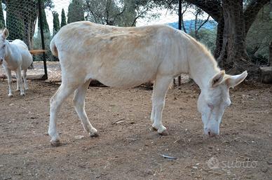 Asini bianchidell asinara