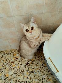 Gattini di pura Razza British Shorthair Silver blu