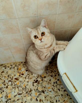 Gattini di pura Razza British Shorthair Silver blu