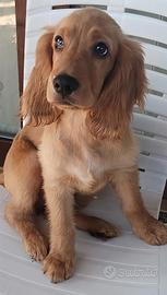 cuccioli di cocker inglese 