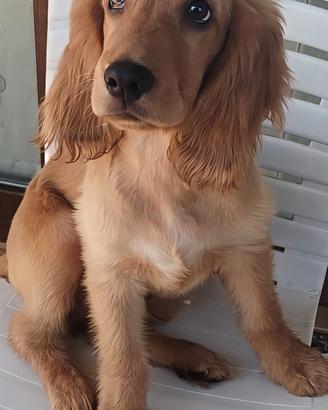 cuccioli di cocker inglese 