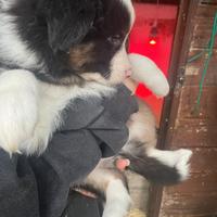 Cuccioli australian shepherd/pastore australiano