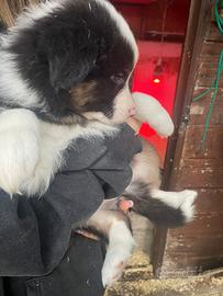 Cuccioli australian shepherd/pastore australiano