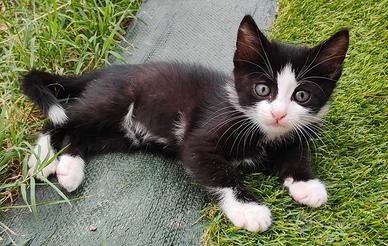 Gattini disponibili per l'affetto di una casa