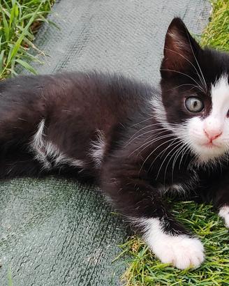 Gattini disponibili per l'affetto di una casa