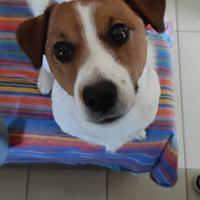 Jeck Russel terrier con pedigree per accoppiamento