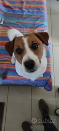 Jeck Russel terrier con pedigree per accoppiamento