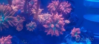 Anemone quadricolor acquario marino