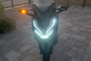 scoter