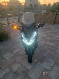 scoter