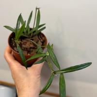 Hoya pauciflora