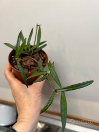Hoya pauciflora