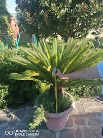 Pianta Cycas 
