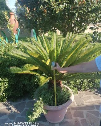 Pianta Cycas 