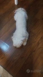 Maltese adulto