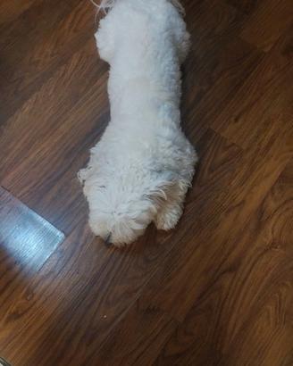 Maltese adulto