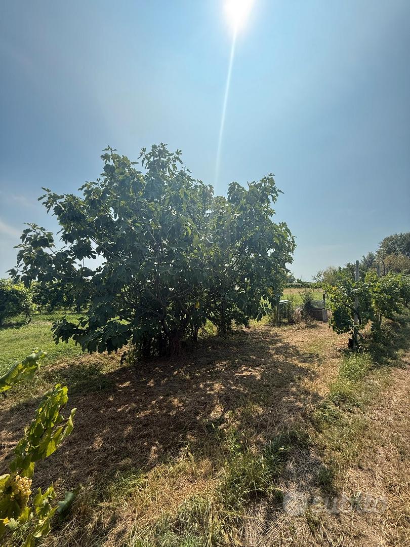 Vigneto PINOT BIANCO - Vista 5
