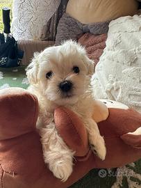 Cuccioli di maltese