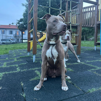Affido pitbull