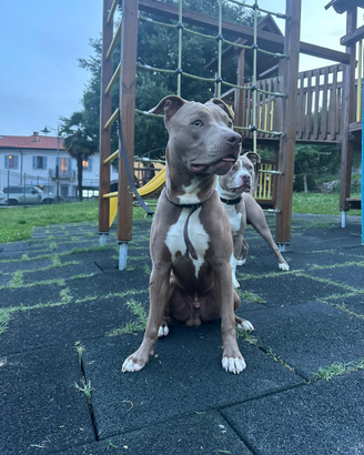 Affido pitbull