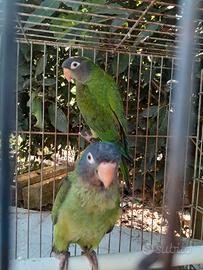 Conuro testa azzurra