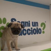 Carlino cucciolo disponibile