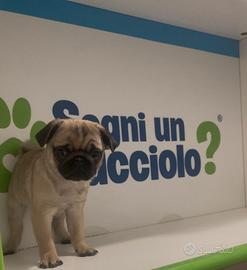 Carlino cucciolo disponibile