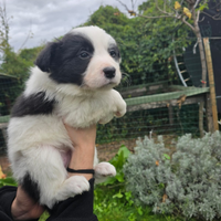 Border Collie