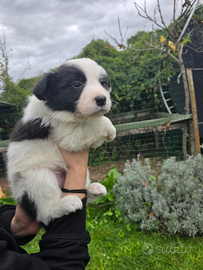 Border Collie