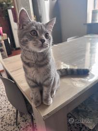 British shorthair